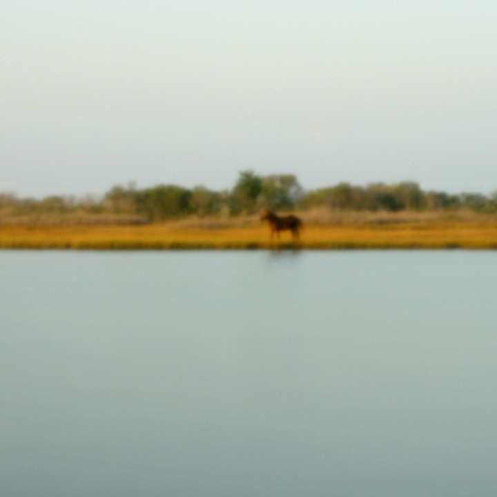 assateague1.jpg